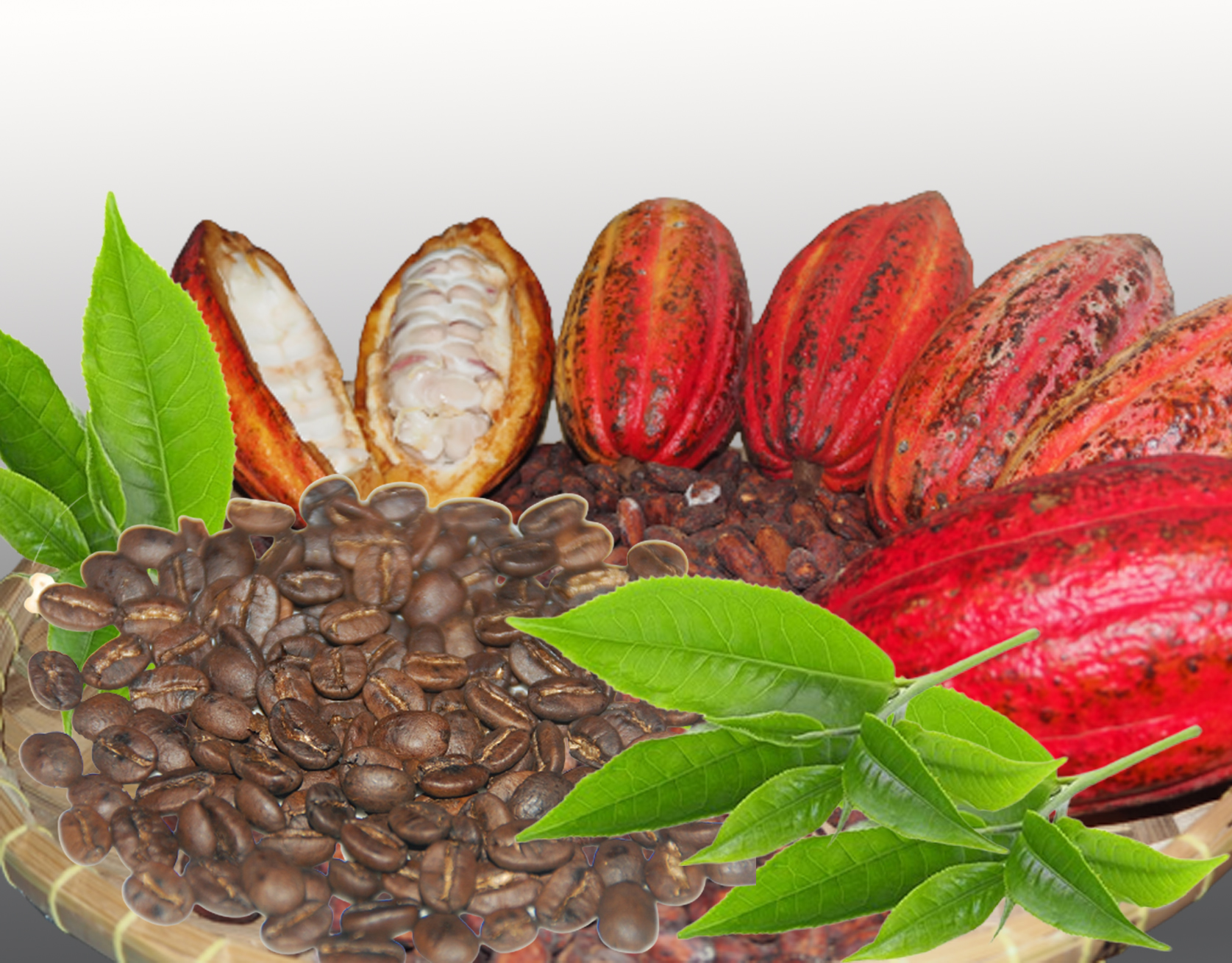 Teknologi Pengolahan Kopi-Kakao; Pangan dan Gizi